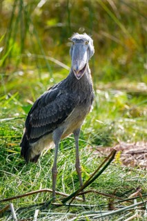 Shoebill (Balaeniceps rex), juvenile with open beak, swamps of Mabamba, Lake Victoria, Uganda