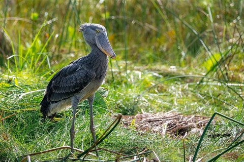 Shoebill (Balaeniceps rex), juvenile, swamps of Mabamba, Lake Victoria, Uganda