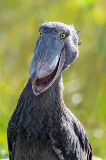 Shoebill (Balaeniceps rex), juvenile with open beak, funny animal portrait, swamps of Mabamba, Lake