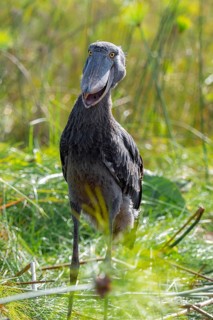 Shoebill (Balaeniceps rex), juvenile, with open bill, swamps of Mabamba, Lake Victoria, Uganda