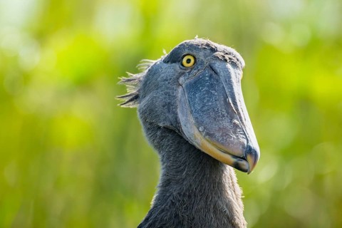 Shoebill (Balaeniceps rex), juvenile, animal portrait, swamps of Mabamba, Lake Victoria, Uganda