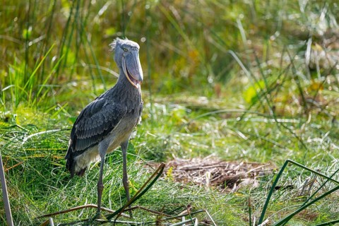 Shoebill (Balaeniceps rex), juvenile with open beak, swamps of Mabamba, Lake Victoria, Uganda