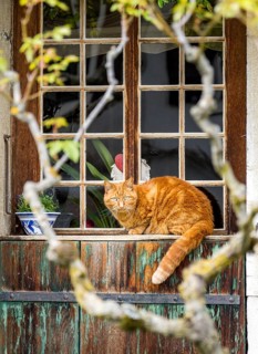 An inquisitive orange tabby cat sits on a beautifully weathered window sill framed by an old wooden