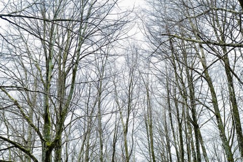Tall, leafless trees reach skyward in a magic forest. The bare branches contrast with the overcast