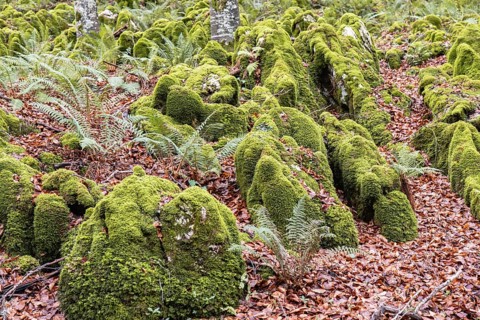 A magic forest scene featuring moss covered rocks and ferns amidst a rich carpet of fallen autumn