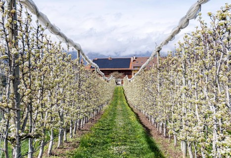 Apple trees in full bloom line a narrow path leading to a charming house in a small village in
