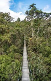 A serene suspended bridge cuts through the dense foliage of the Oxapampa region in the Peruvian