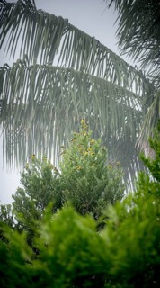 A serene scene capturing vibrant yellow birds resting on the branches of a lush green tree, framed