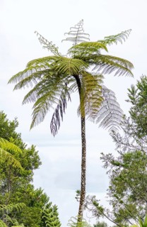 A majestic tree fern rises against a cloudy sky in San Ramon, Peruvian Amazon, showcasing its lush,