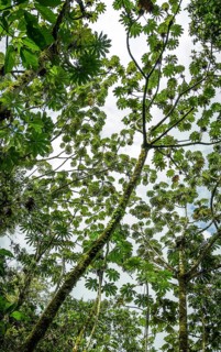 From below rich tapestry of green leaves and tree branches intricately woven against a bright sky