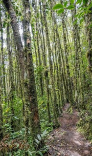 A narrow trail meanders through a dense forest of tall, moss-covered trees in Oxapampa, Peruvian