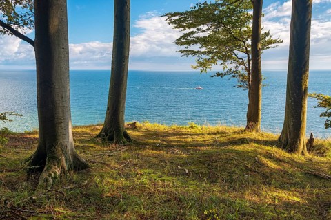 Beeches on the high bank above the chalk cliffs in Jasmund National Park, view from the Hochuferweg