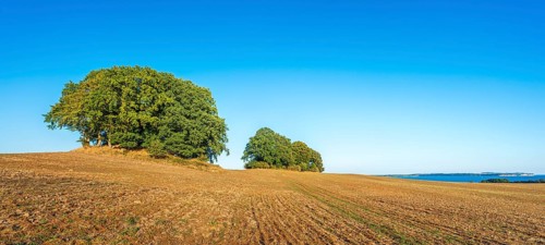 Mound graves covered with oak trees in a ploughed field with a view of the Baltic Sea, Rügen
