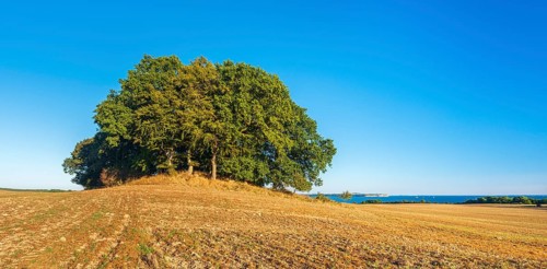 Mound grave covered with oak trees in a ploughed field with a view of the Baltic Sea, Rügen Island,