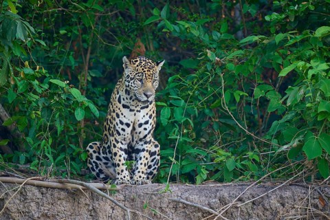 A sitting jaguar is surrounded by the dense foliage of a forest, Jaguar (Panthera onca), Pantanal,