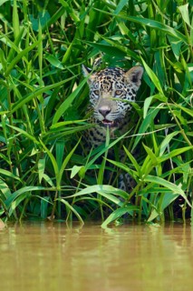 A jaguar is hidden between dense green plants near the water, Jaguar (Panthera onca), Pantanal,