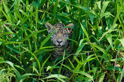 A jaguar peers curiously out of a dense curtain of plants, alert and hidden, Jaguar (Panthera