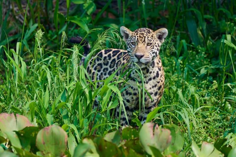 A jaguar, hidden in the dense jungle, only partially visible between dense plants, Jaguar (Panthera