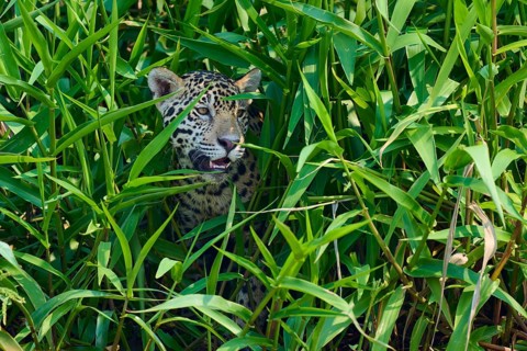 A jaguar partially emerges from a thicket of reeds, with a curious, watchful expression, Jaguar