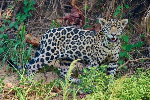 A jaguar stands within dense vegetation, attentive face, surrounded by nature, Jaguar (Panthera