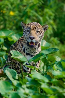 A jaguar in the midst of green leaves, with slightly open mouth, looks refreshed and curious,