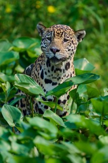 A jaguar is hidden between green plants in the jungle and looks intently ahead, Jaguar (Panthera