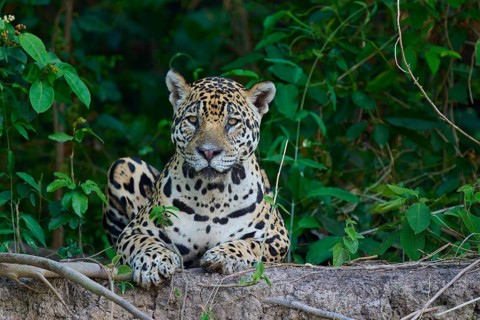 A jaguar lies on the riverbank in the jungle, surrounded by green leaves, and looks calmly, Jaguar