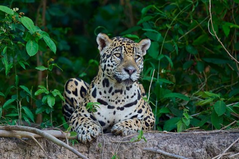 A jaguar lies relaxed on a mound of earth in the jungle, surrounded by lush greenery, Jaguar