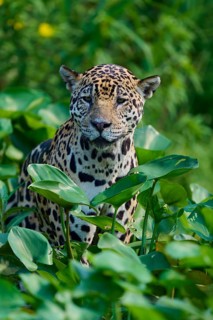 A jaguar sits between dense green leaves in the jungle and looks calmly into the camera, Jaguar