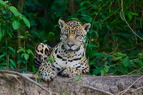 A sitting jaguar with a relaxed facial expression in the jungle, surrounded by plants, Jaguar