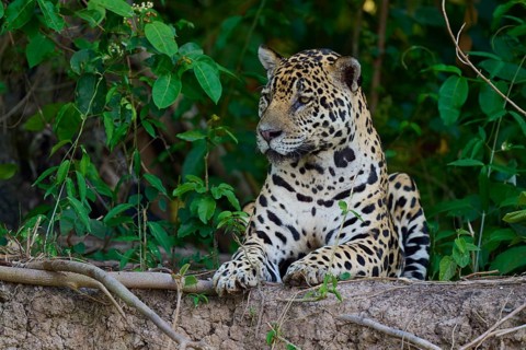 A sitting jaguar with an attentive gaze in the dense jungle, half hidden behind plants, Jaguar