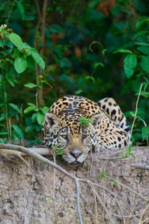 A jaguar resting vigilantly on a mound surrounded by jungle greenery, Jaguar (Panthera onca),