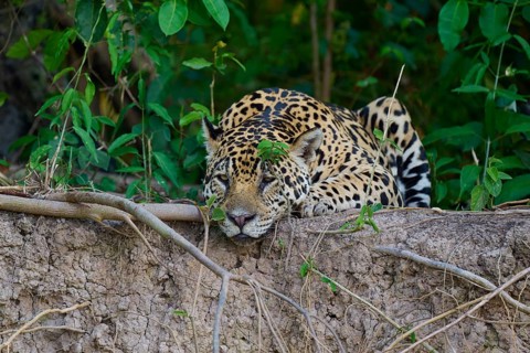 A resting jaguar amidst dense vegetation in the jungle, between soil and branches, Jaguar (Panthera