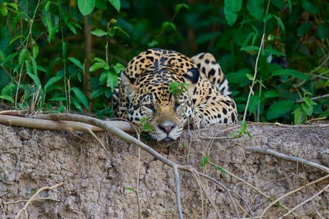 A jaguar lies relaxed on the riverbank in the dense jungle, hidden in the foliage, Jaguar (Panthera