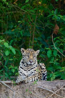 A jaguar enthroned in the jungle, alert and awake, jaguar (Panthera onca), Pantanal, UNESCO