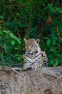 Jaguar lying vigil on a branch, surrounded by leaves, Jaguar (Panthera onca), Pantanal, UNESCO