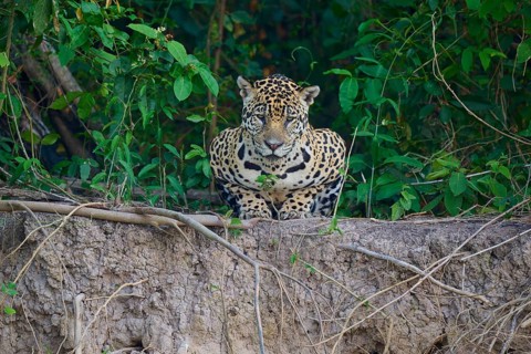 A jaguar lies on the edge, surrounded by dense greenery, Jaguar (Panthera onca), Pantanal, UNESCO