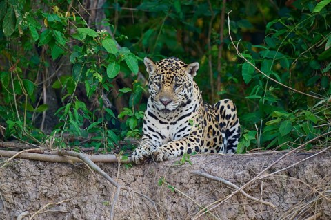 Jaguar looking alert, lying between plants, Jaguar (Panthera onca), Pantanal, UNESCO Biosphere