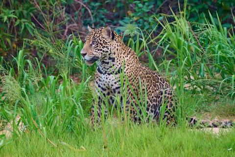 Jaguar sits quietly in the greenery, well camouflaged by the vegetation, Jaguar (Panthera onca),