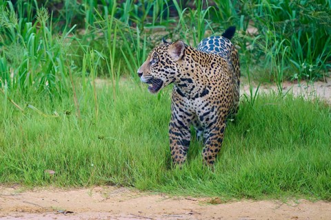 Jaguar standing in the dense grass and looking out, Jaguar (Panthera onca), Pantanal, UNESCO