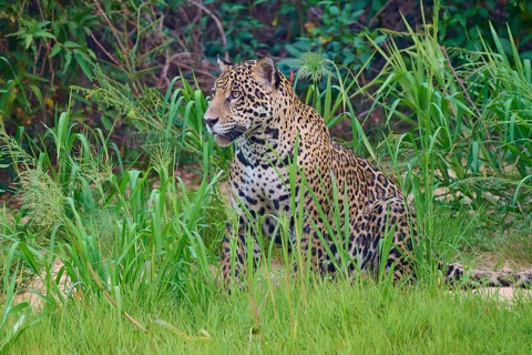 A jaguar sits quietly in the green jungle, Jaguar (Panthera onca), Pantanal, UNESCO Biosphere