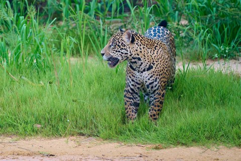 A jaguar stands in the grass, alert and vigilant, jaguar (Panthera onca), Pantanal, UNESCO