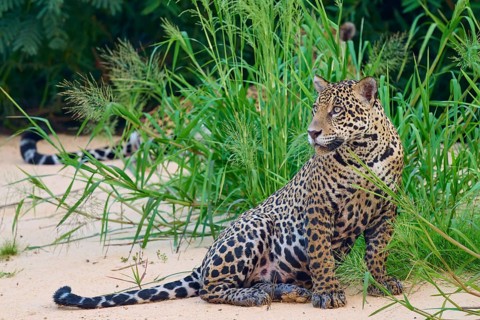 A jaguar sits in the greenery, surrounded by sand and plants, Jaguar (Panthera onca), Pantanal,