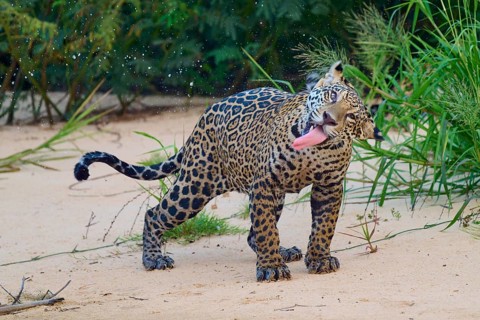A jaguar with its tongue outstretched, surrounded by tropical vegetation, Jaguar (Panthera onca),