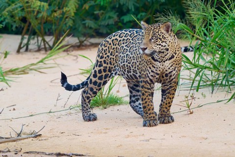 A jaguar attentively observes its surroundings in its natural habitat, jaguar (Panthera onca),