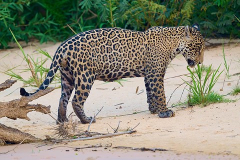 A jaguar stands on sandy ground, surrounded by green plants in the jungle, Jaguar (Panthera onca),