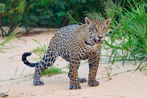 A jaguar stands at attention in the sandy area, surrounded by plants, Jaguar (Panthera onca),
