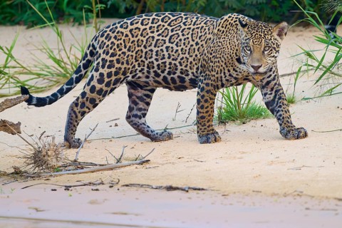 A jaguar walks attentively over a sandy area surrounded by green vegetation, Jaguar (Panthera