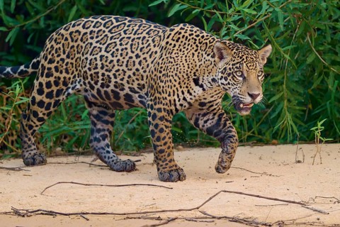 A jaguar walks attentively along the riverbank, surrounded by dense vegetation, Jaguar (Panthera