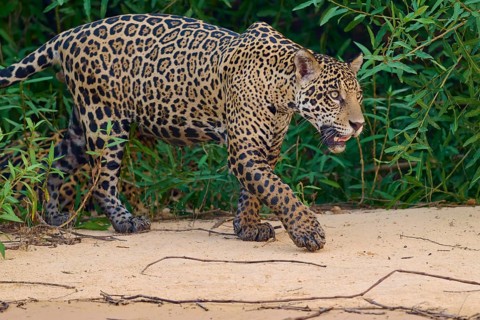 A jaguar walks along the riverbank on sandy ground, surrounded by plants, Jaguar (Panthera onca),